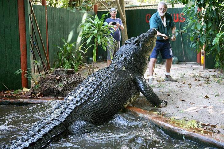 Cassius – World’s Largest Crocodile in Captivity